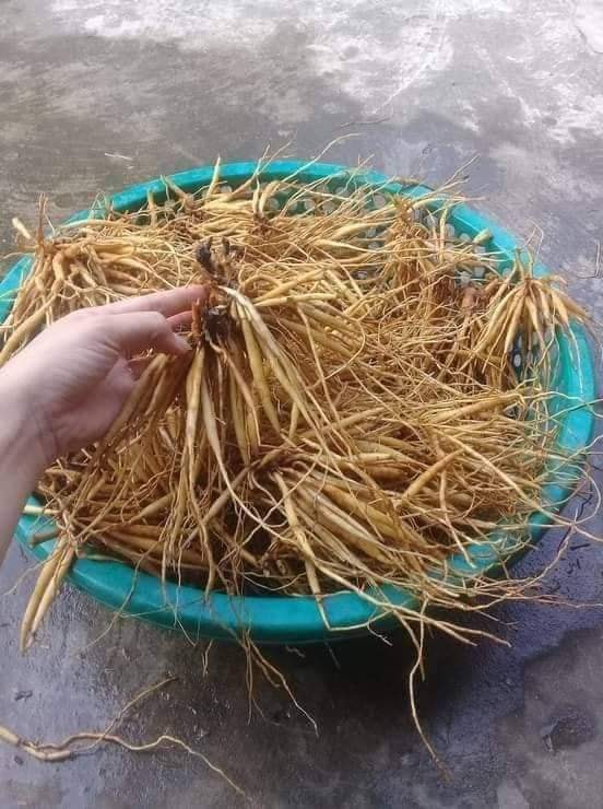 bai thuoc tu cu sam tanh tach